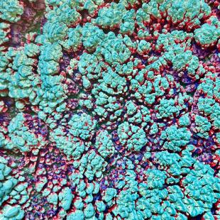 Detailfoto Cotton CORAL minty