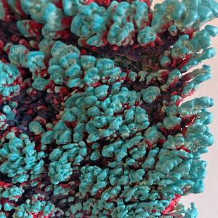 Detailffoto Cotton CORAL minty