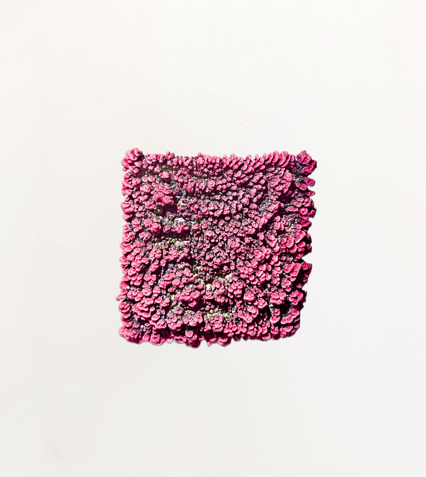 Foto COTTON CORAL, candy